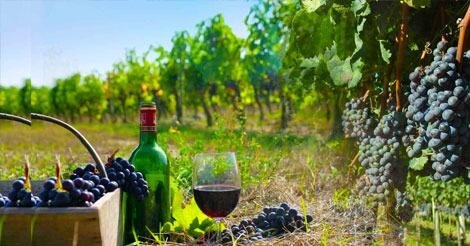 Vale dos Vinhedos: vinícolas, degustação e empório!