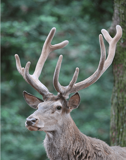 O Natal vive aqui o ano inteiro, no centro de Gramado!