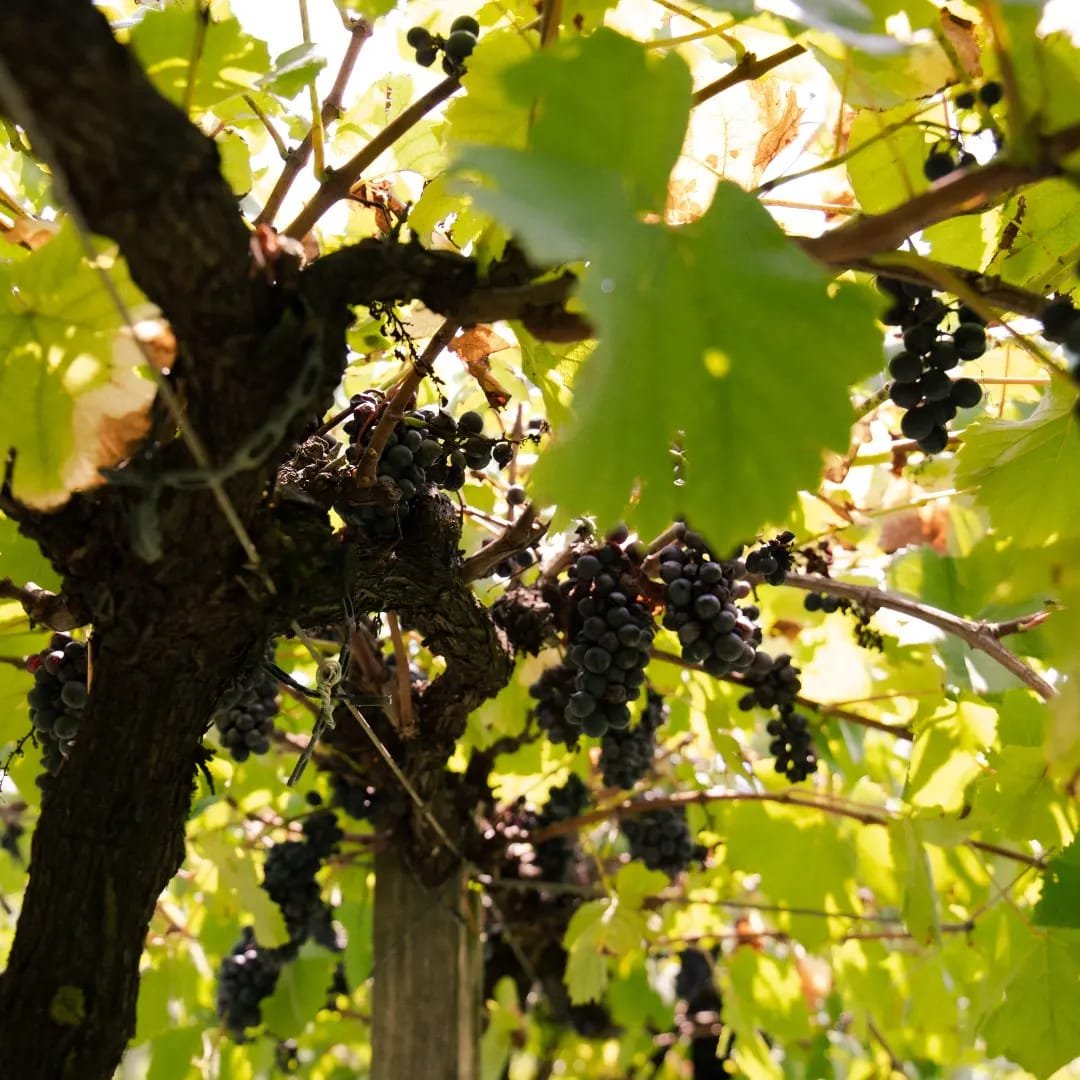 Tour do Vinho com Jolimont, Queijos e Degustações!