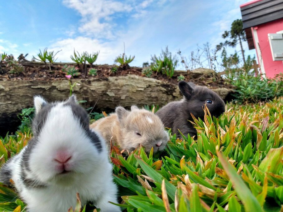 Um paraíso entre pôr do sol e oliveiras