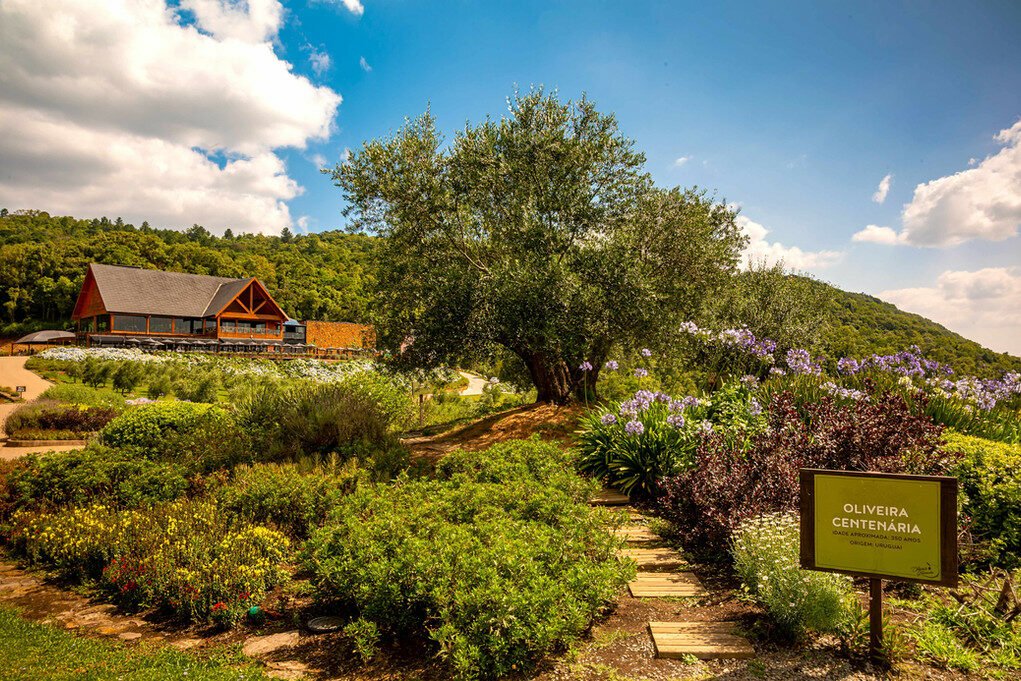 Um paraíso entre pôr do sol e oliveiras