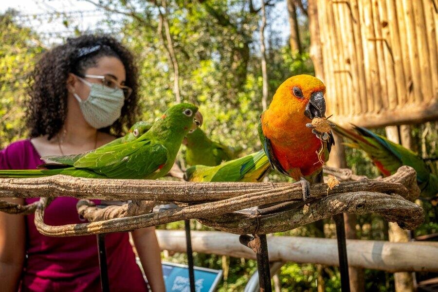 O maior parque de aves da América latina! O único do mundo focado em salvar espécies da mata atlântica.