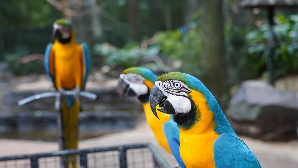 O maior parque de aves da América latina! O único do mundo focado em salvar espécies da mata atlântica.