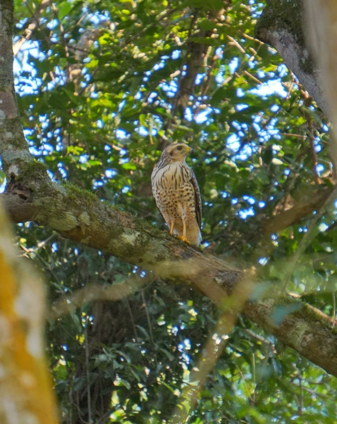 Macuco Safari: Aventura na Selva e no Barco em Foz do Iguaçu – Viva a Experiência Incrível!