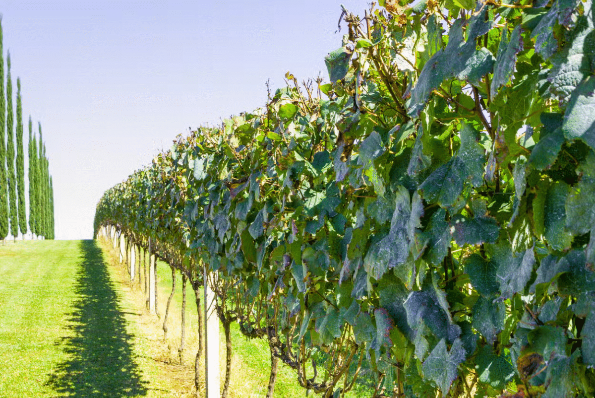 Pinto Bandeira: Um Brinde às Vinícolas mais Charmosas do Sul!