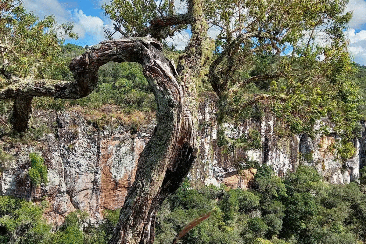 Campos de Criúva: Trilha, Lendas e Jantar ao Luar!