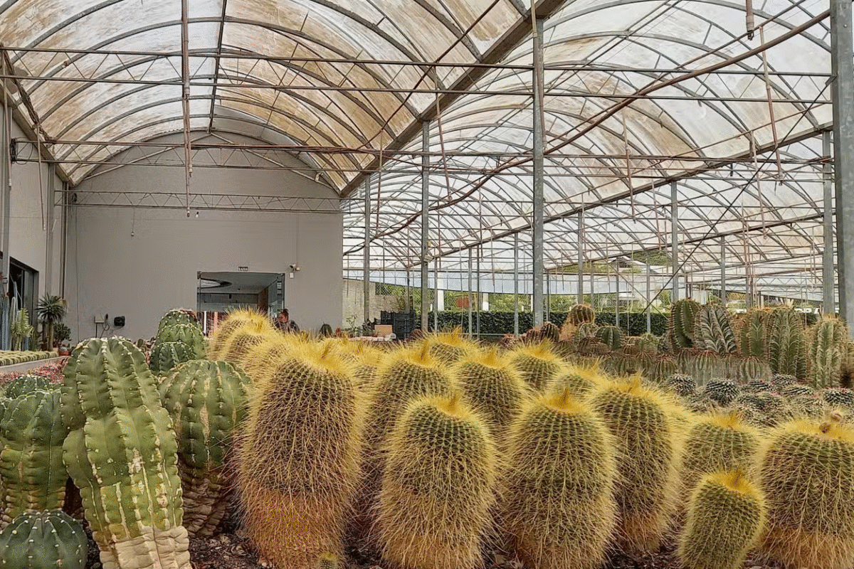 Cactos, Avestruzes e Convento: Um Roteiro Inusitado nos Arredores de Caxias!