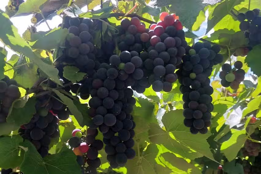 Vale Trentino: Vinhos, Paisagens e Sabores na Serra Gaúcha!