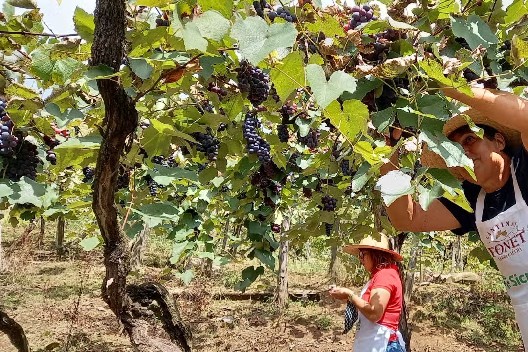 Tour Uva e Vinho: Um Passeio de Ônibus Temático pelas Paisagens de Caxias do Sul!