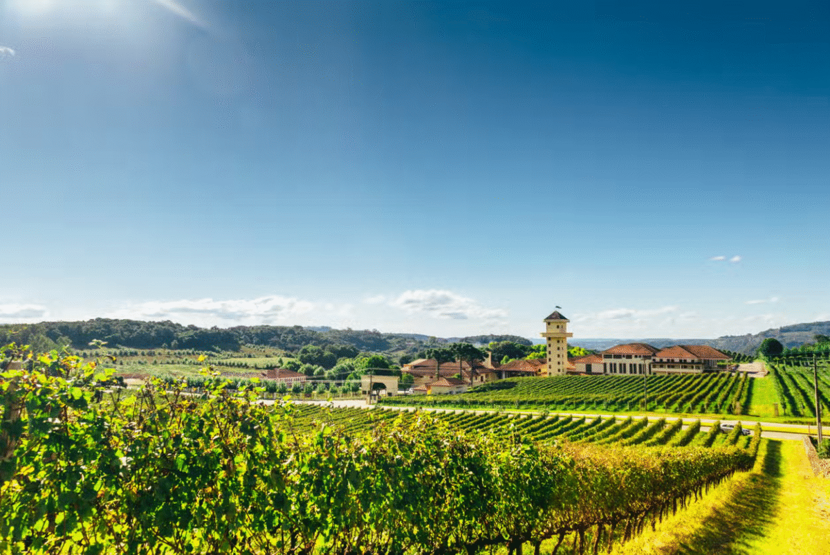 Tour dos Vinhos: Um Dia no Encanto do Vale dos Vinhedos!