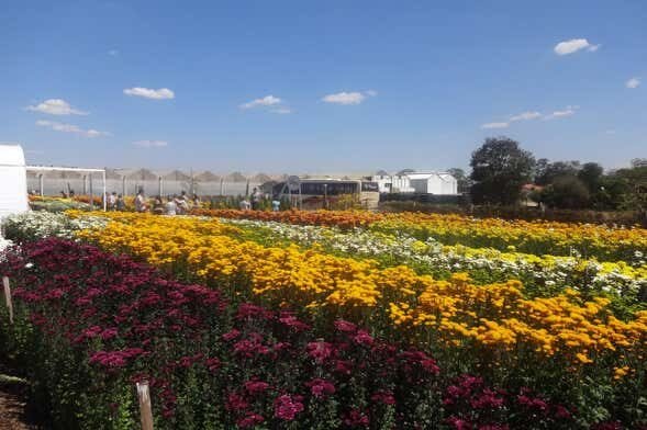 Explore a Charmosa Cidade das Flores em Holambra!