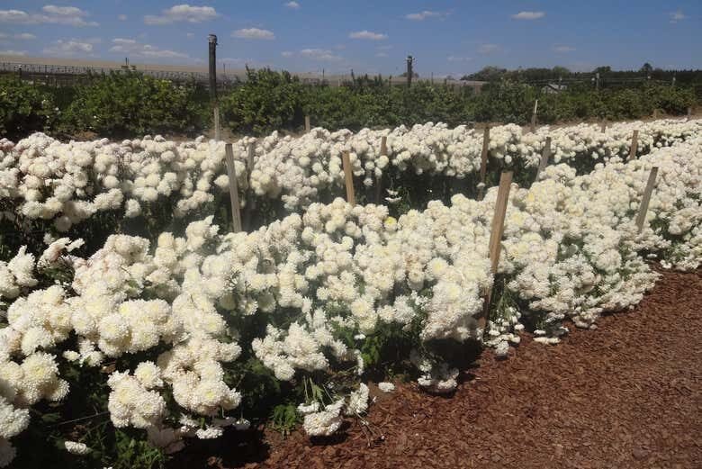 Explore a Charmosa Cidade das Flores em Holambra!