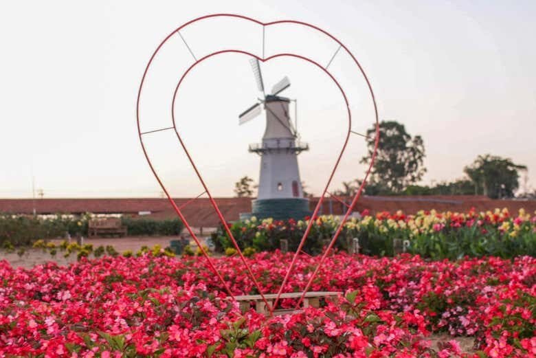 Descubra a Holanda Brasileira: Tour Completo por Holambra