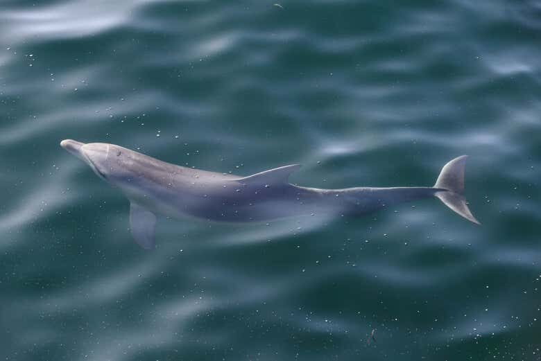 Avistamento de Golfinhos na Ilha de Marambaia!