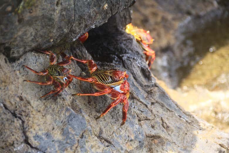 Trilha dos Mirantes de Pedra Alta e Pontinha com Piscinas Naturais – Explore o Paraíso de Fernando de Noronha!