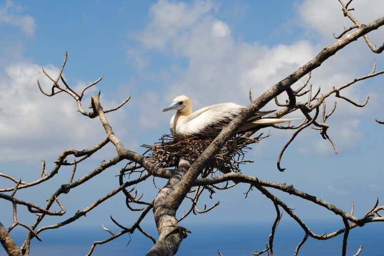 Trilha do Capim Açu + Praia do Leão: Aventura em Fernando de Noronha!