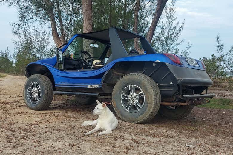 Aventura de Buggy em Arubinha: Explore a Natureza de Arraial do Cabo!