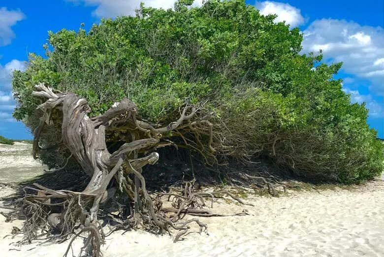 Aventuras Privadas em Jeri: Leste ou Oeste a Bordo da Jardineira 4x4!