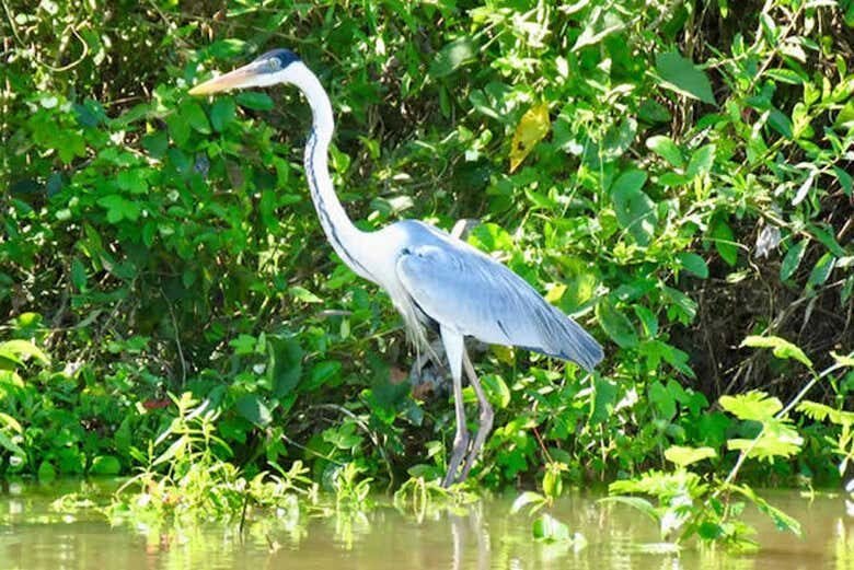 Exploração Encantadora na Ilha do Bananal e Parque do Cantão em 3 Dias!
