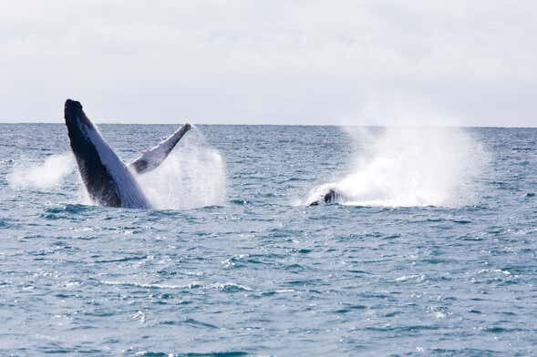 Avistamento de Baleias-Jubarte no Litoral Baiano de Barco!