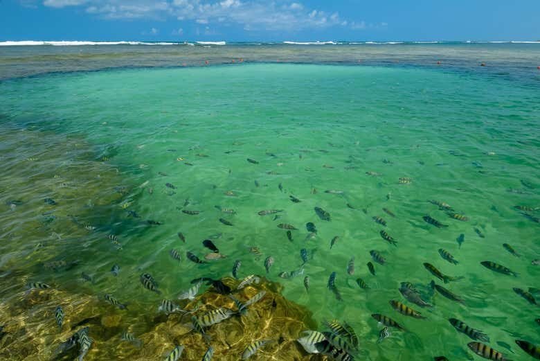 Descubra o Fascinante Mundo Submarino com um Mergulho em Porto de Galinhas!
