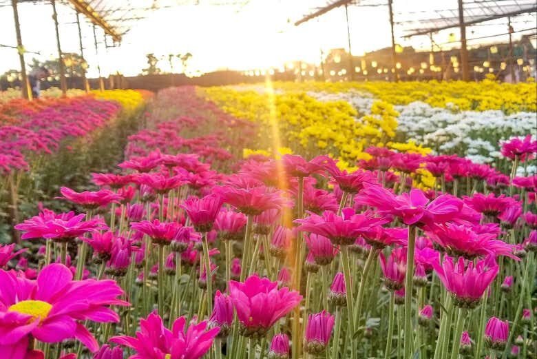 Excursão Privada saindo de São Paulo: Descubra as Belezas do Interior Paulista!