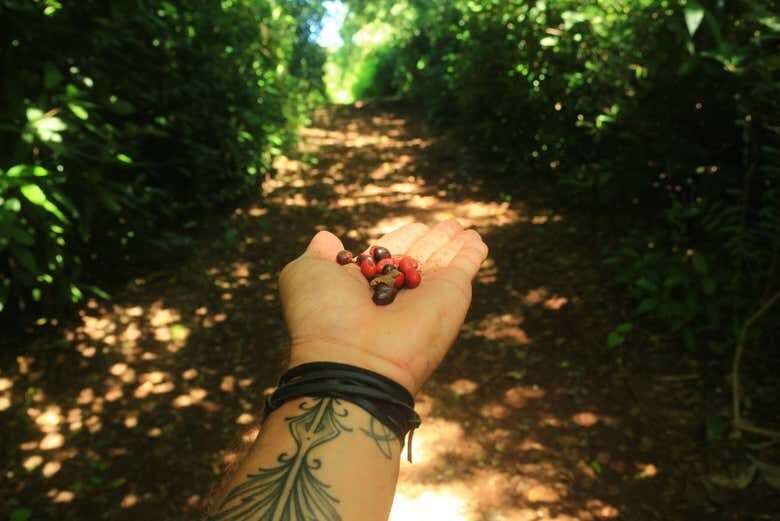 Trilha do Capim Açu + Praia do Leão: Aventura em Fernando de Noronha!