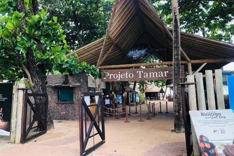 Excursão Inesquecível à Praia do Forte saindo de Aracaju