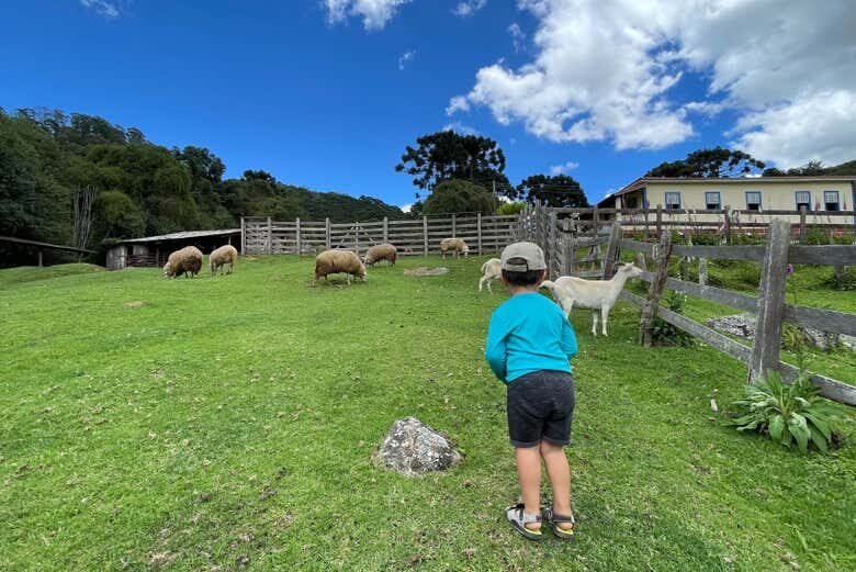 Explore a História e Natureza da Fazenda Esperança em Monte Verde!