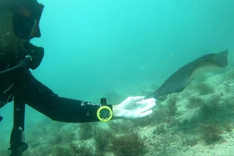 Experiência Inesquecível: Batismo de Mergulho em Ubatuba!