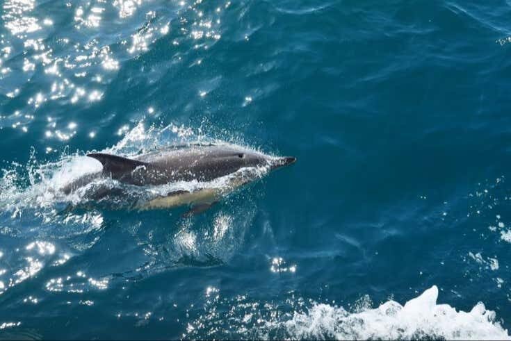 Avistamento de Golfinhos na Ilha de Marambaia!