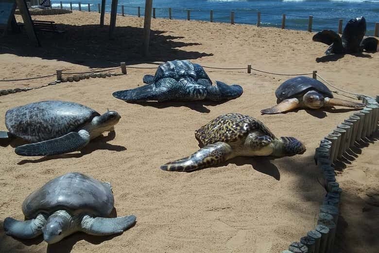 Excursão Inesquecível à Praia do Forte saindo de Aracaju