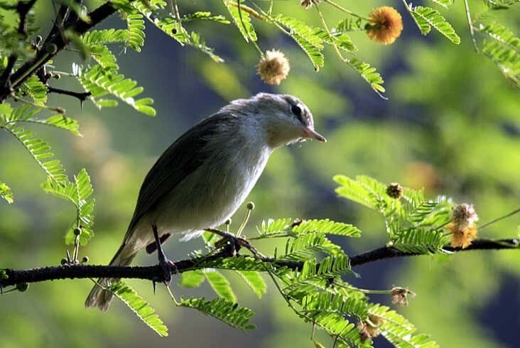 Trilha e Avistamento de Golfinhos em Fernando de Noronha!