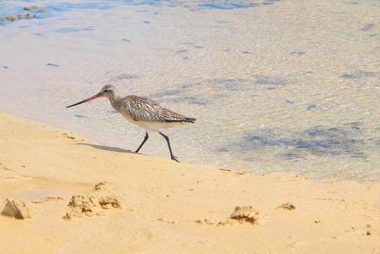 Trilha do Capim Açu + Praia do Leão: Aventura em Fernando de Noronha!
