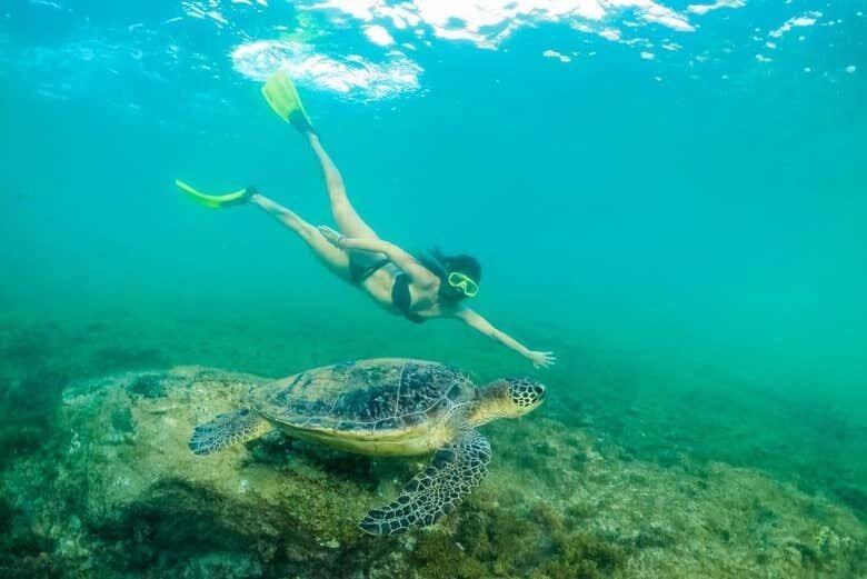 Trilha e Avistamento de Golfinhos em Fernando de Noronha!
