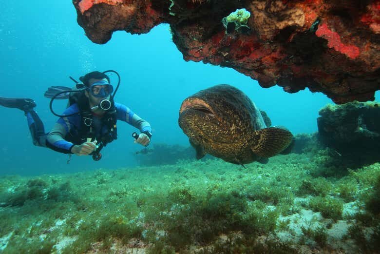 Desvende as Profundezas de Fernando de Noronha com Mergulhos Incríveis!