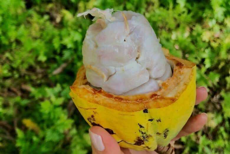 Experiência Imersiva na Famosa Fazenda de Cacau Vila Rosa na Bahia!