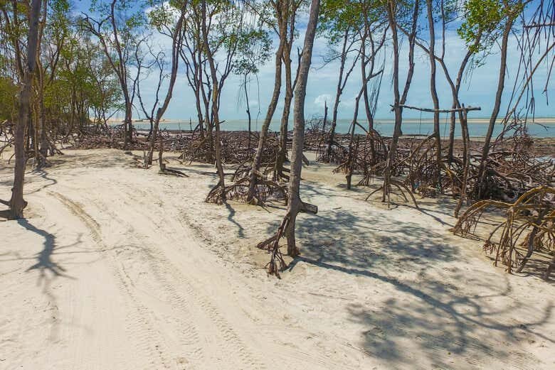 Aventuras Privadas em Jeri: Leste ou Oeste a Bordo da Jardineira 4x4!