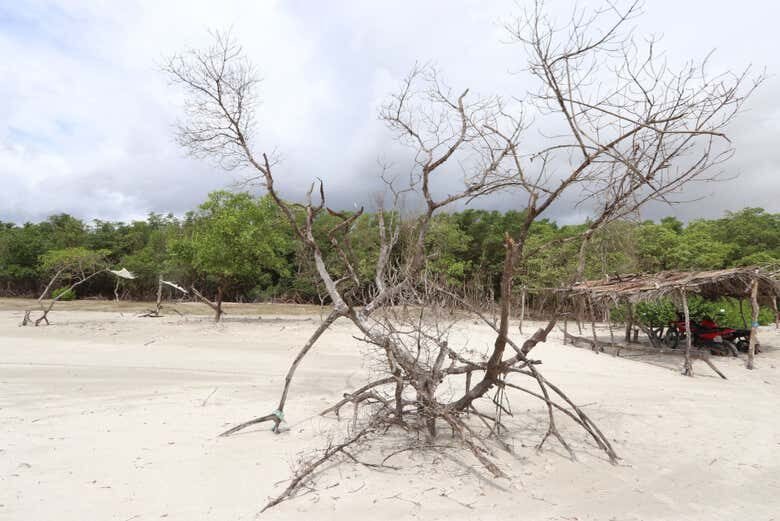 Aventura no Oeste de Jeri: Manguezais, Dunas e Lagoas de Tatajuba!
