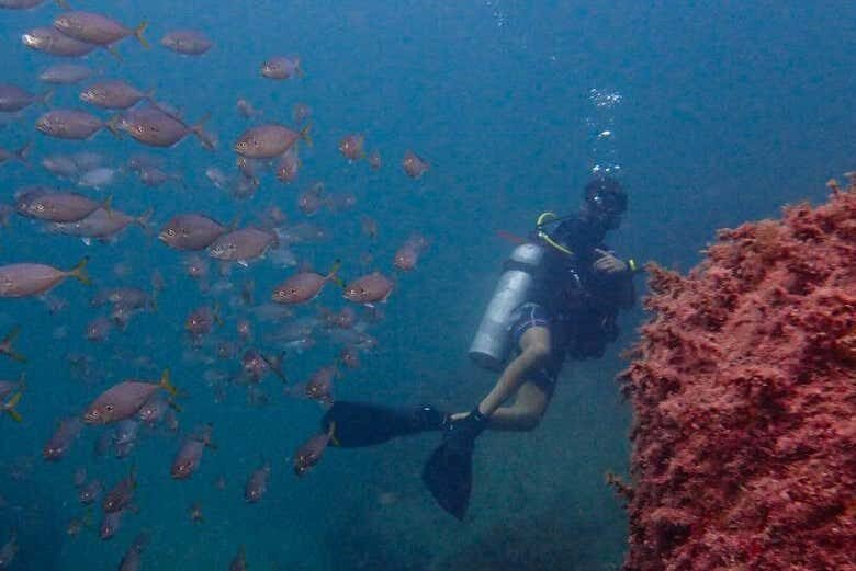 Curso de Mergulho NAUI Open Water em Ilhabela: Conquiste seu Certificado Internacional!