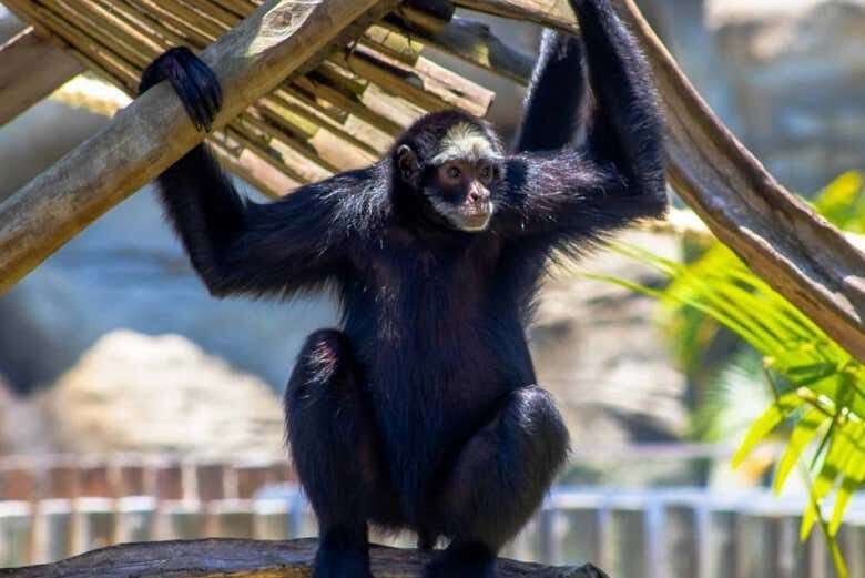 Tour pelo BioParque + Roda-gigante Rio Star!