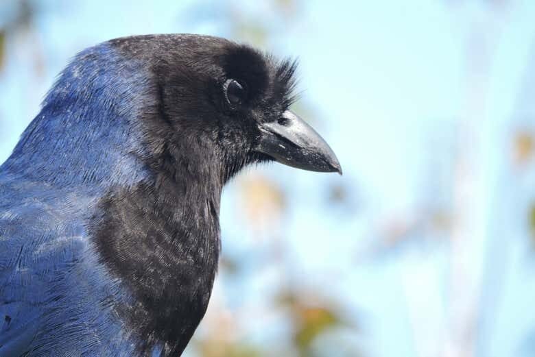 Trilha Noturna da Lagoinha do Leste com Nascer do Sol!