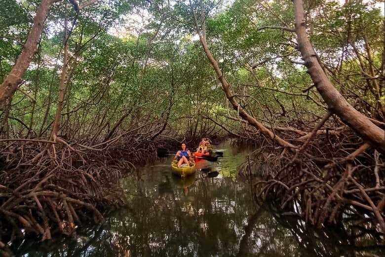 Tour de Caiaque ao Entardecer nos Manguezais da Ilha de Boipeba!