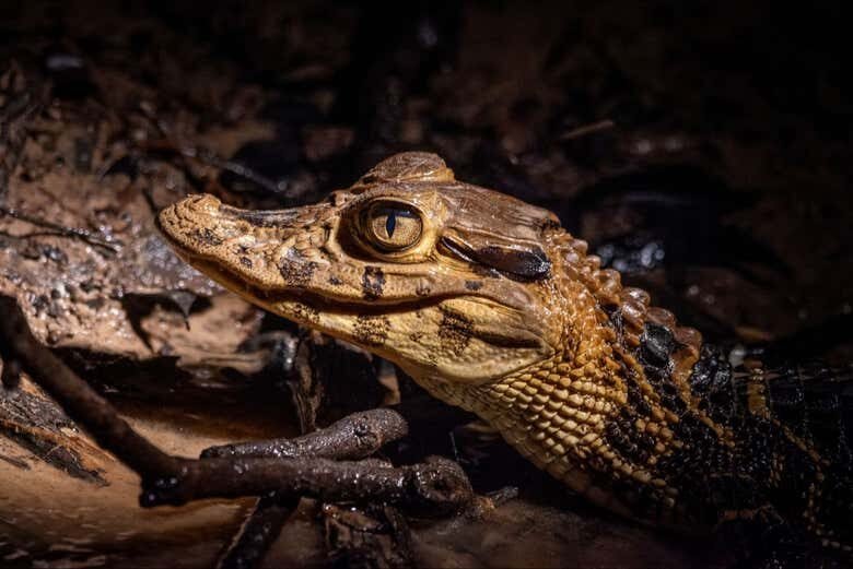 Avistamento Noturno de Jacarés no Rio Negro: Explore a Amazônia à Noite!