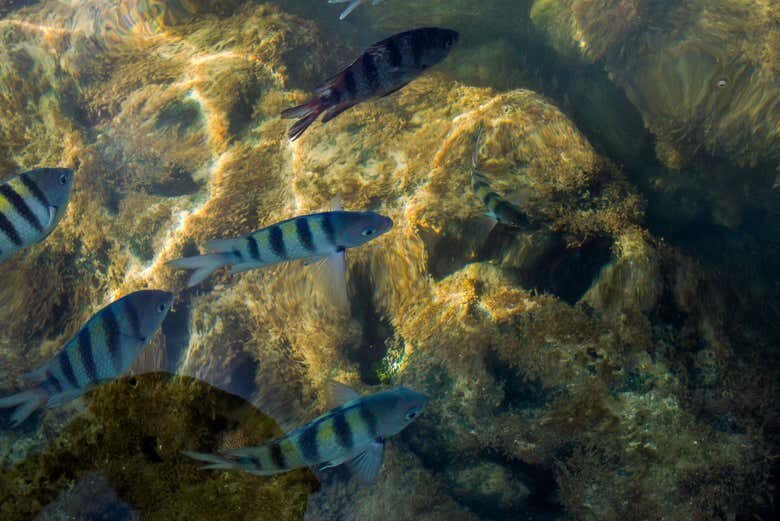 Excursão ao Paraíso de Porto de Galinhas: Desfrute de Piscinas Naturais e Praias Paradisíacas!