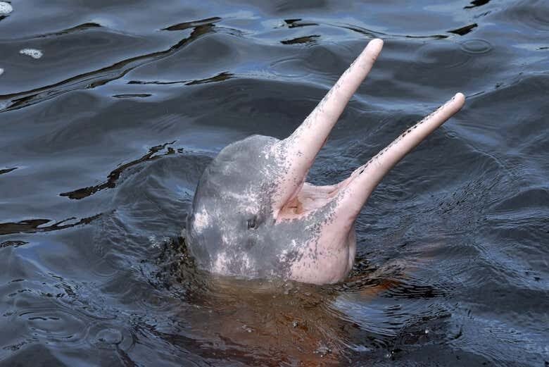 Aventura no Amazonas: Tour Inesquecível pelo Rio Negro com Tribos e Botos-Cor-de-Rosa!