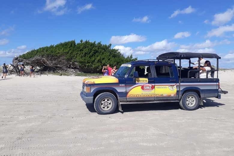 Rota Leste Encantada: Árvore da Preguiça + Lagoa do Paraíso em Jeri!