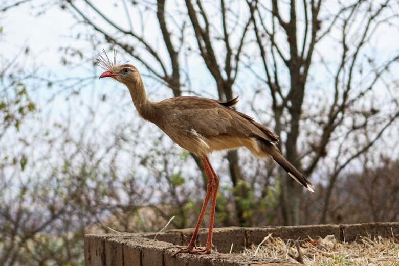 Explore a História e Natureza da Fazenda Esperança em Monte Verde!