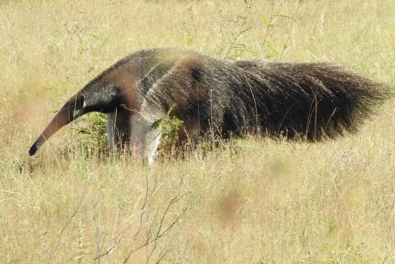 Explore a História e Natureza da Fazenda Esperança em Monte Verde!