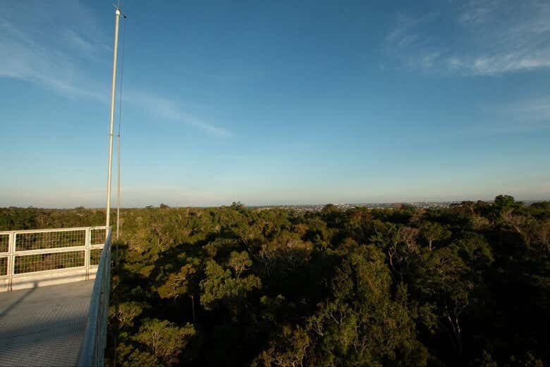 Explore a Floresta Amazônica e Descubra a Natureza Selvagem no Museu da Amazônia!